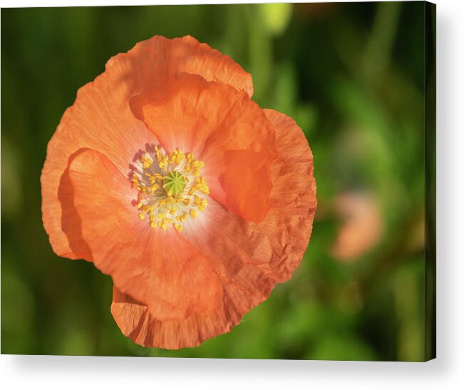 Shirley Poppy Acrylic Print featuring the photograph Shirley Poppy 2018-13 by Thomas Young