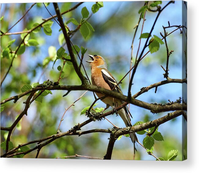 Common Chaffinch Acrylic Print featuring the photograph Shout it out loud. Common chaffinch by Jouko Lehto
