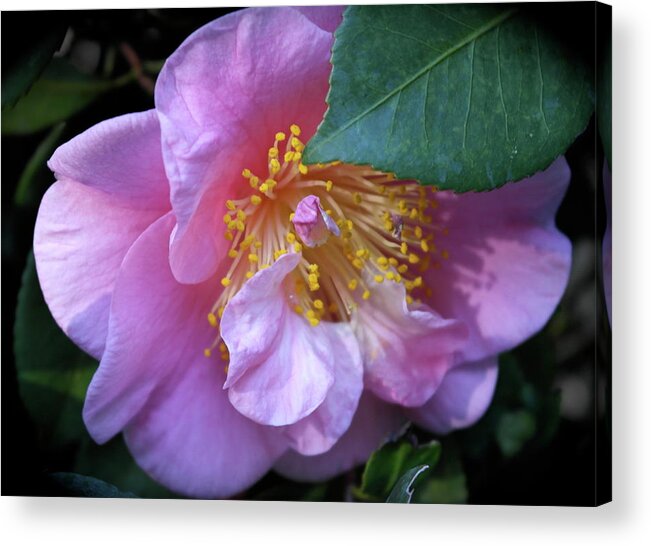 Flower Acrylic Print featuring the photograph Shy Beauty by Michele Myers