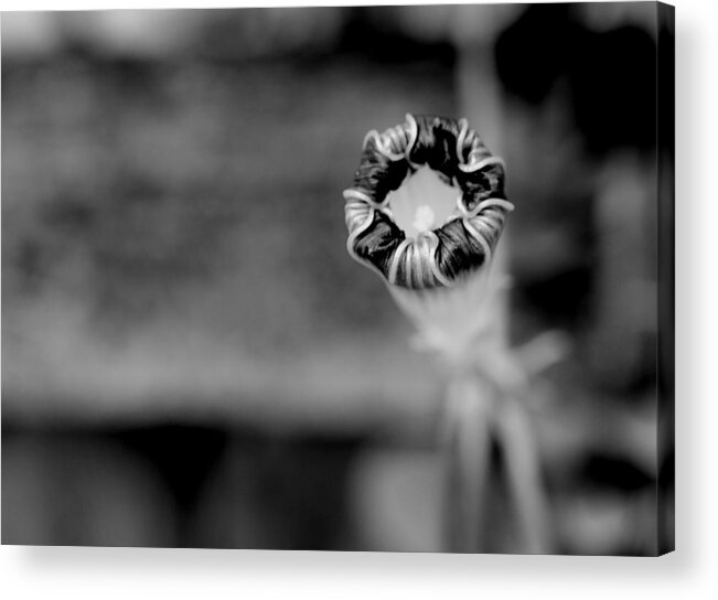 Morning Glory Acrylic Print featuring the photograph Shy by Corinne Rhode
