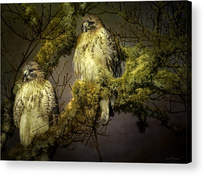 Red Tailled Hawks Acrylic Print featuring the photograph Siblings by Mary Clough
