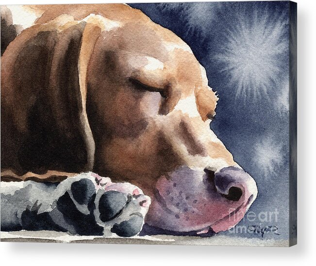 Beagle Acrylic Print featuring the painting Sleeping Beagle by David Rogers
