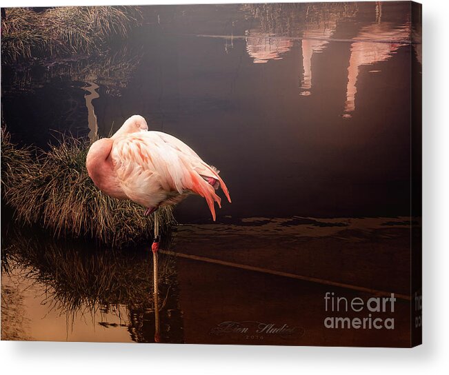 Photoshop Acrylic Print featuring the photograph Sleepy Flamingo by Melissa Messick