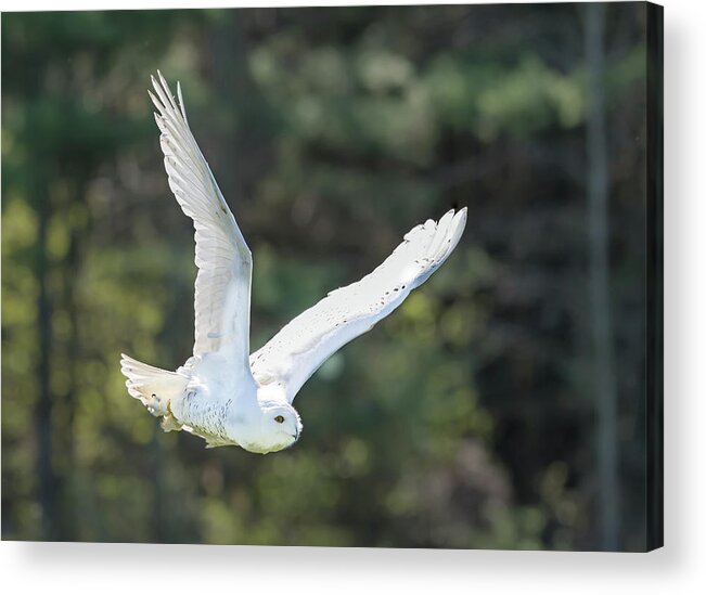 Ontario Acrylic Print featuring the photograph Snowy glide by Ian Sempowski