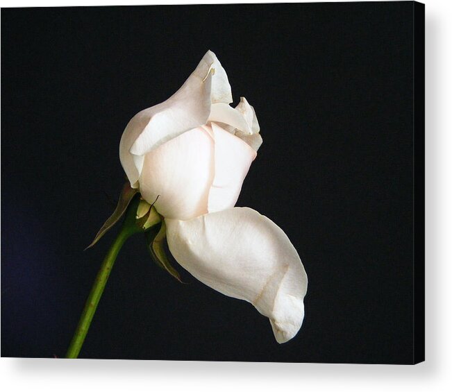 Rose Acrylic Print featuring the photograph Solitary Rosebud by Margie Avellino