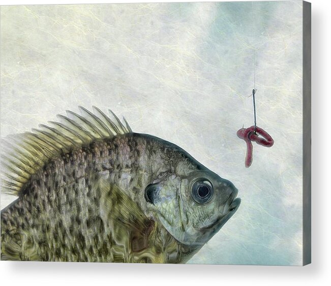 Fish Acrylic Print featuring the photograph Something Fishy by Mark Fuller