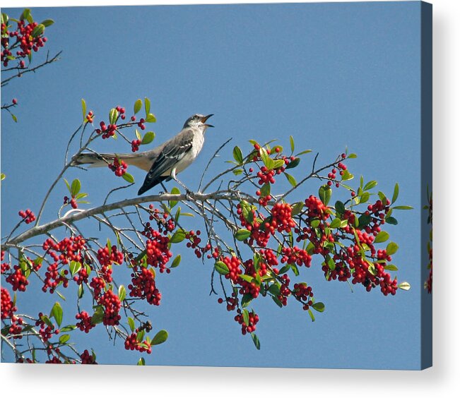 Bird Acrylic Print featuring the photograph Song of the Mockingbird by Peggy Urban