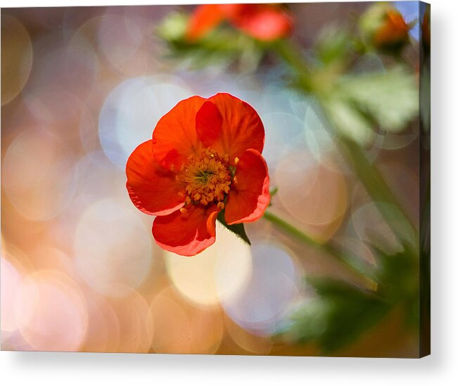 Flowers Acrylic Print featuring the photograph Sparkle Plenty Cookie by Dorothy Lee