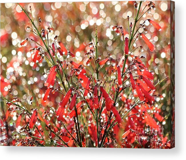 Sparkling Acrylic Print featuring the photograph Sparkling Fire and Ice Firework Flowers by Diann Fisher