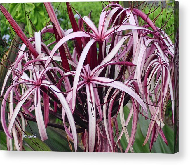 Flowers Acrylic Print featuring the photograph Spider Lily by Athala Bruckner