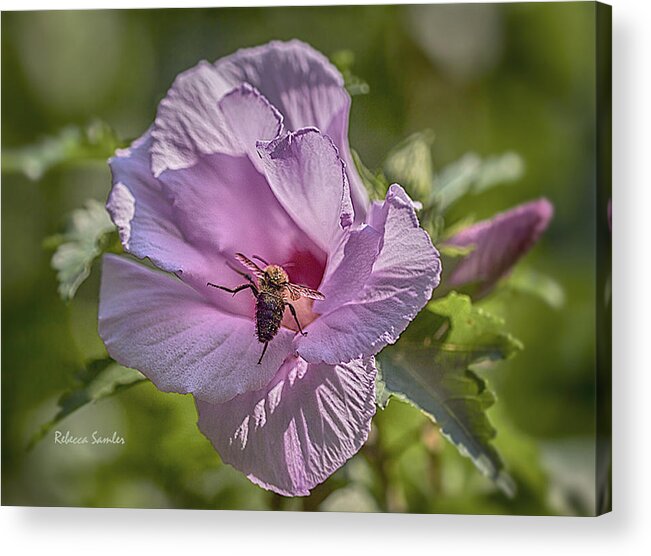Bee Acrylic Print featuring the photograph Spring Happy Dance by Rebecca Samler