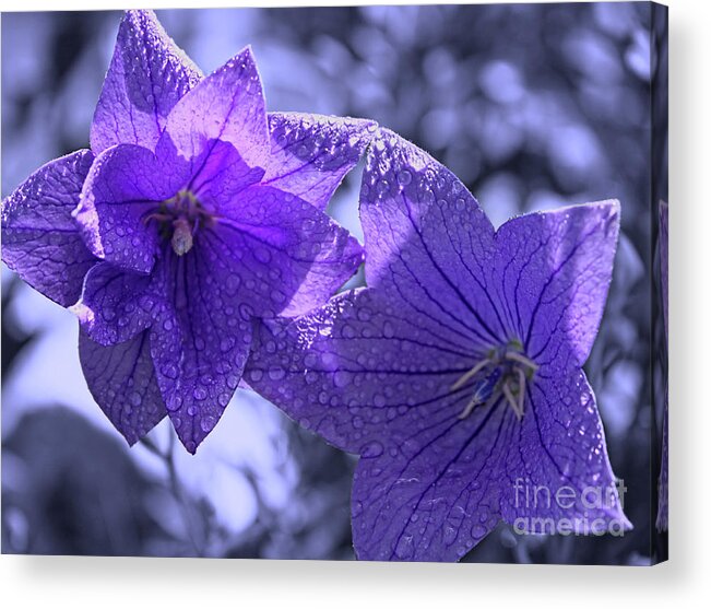 Purple Balloon Flowers Acrylic Print featuring the photograph Spring Hope by Cathy Beharriell