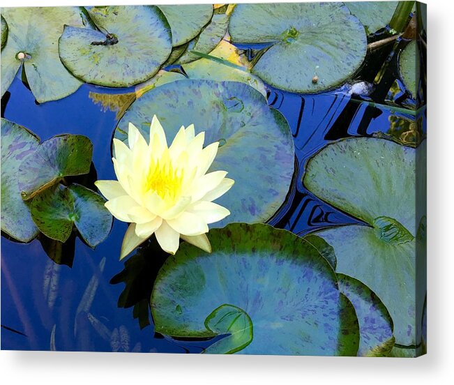 Lily Acrylic Print featuring the photograph Spring Lily by Angela Annas