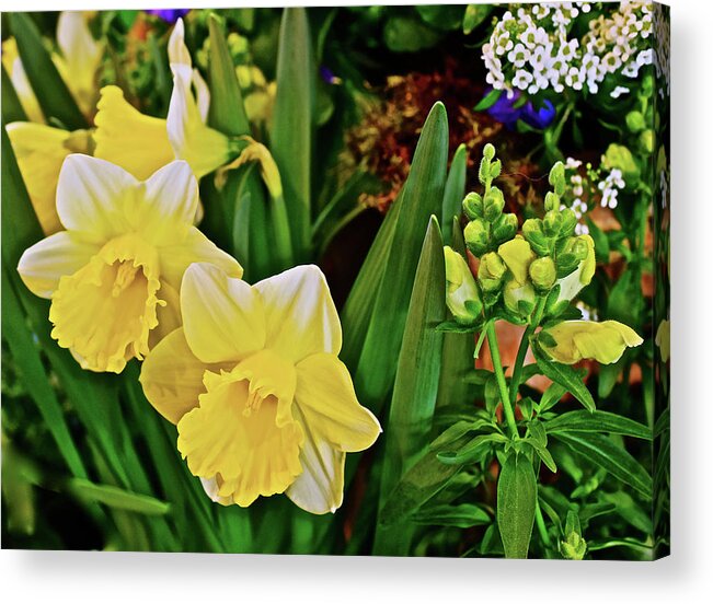 Daffodils Acrylic Print featuring the photograph Spring Show 17 Narcissus 1 by Janis Senungetuk