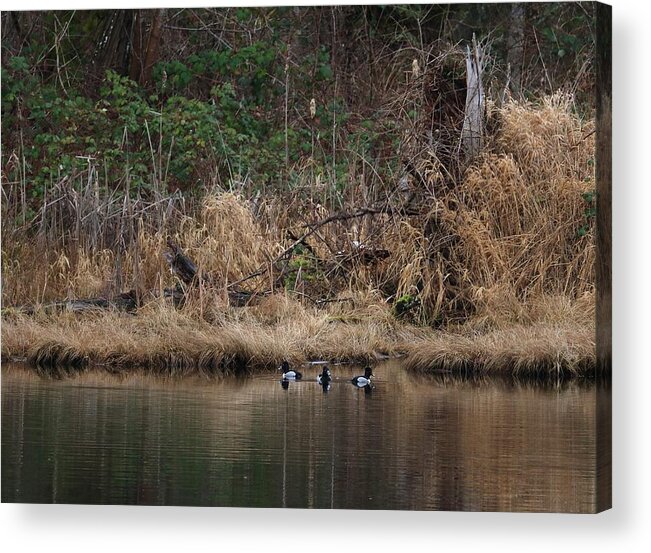 Ring-necked Ducks Acrylic Print featuring the photograph Spring Team by I'ina Van Lawick