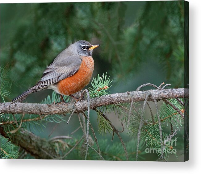 Robin In The Pine Tree Acrylic Print featuring the photograph Springtime Robin by Bon and Jim Fillpot