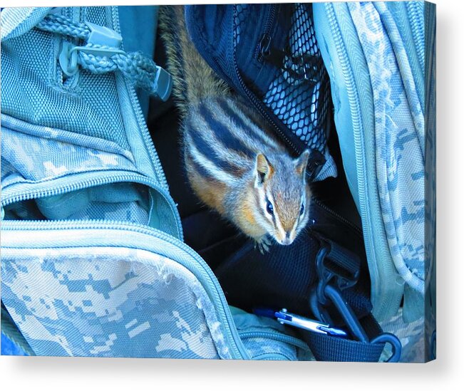 Backpack Acrylic Print featuring the photograph Stowaway by Connor Ehlers