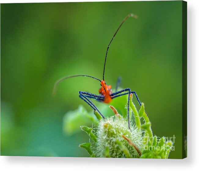 Bug Acrylic Print featuring the photograph Straight in the Eye Look by Tom Claud