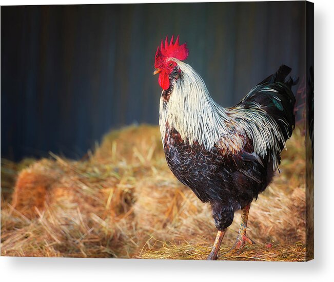 Agriculture Acrylic Print featuring the photograph Strutting Rooster by Dee Browning