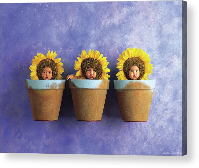 Sunflower Acrylic Print featuring the photograph Sunflower Pots by Anne Geddes