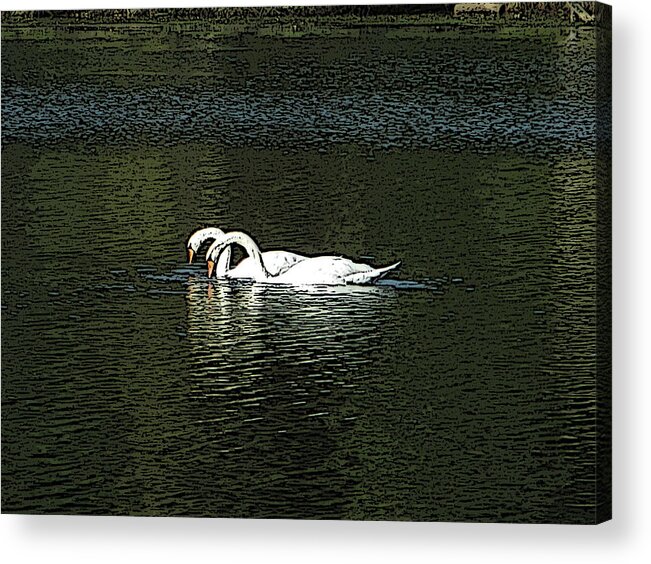 Swans Acrylic Print featuring the photograph Swans by Kevin Caudill