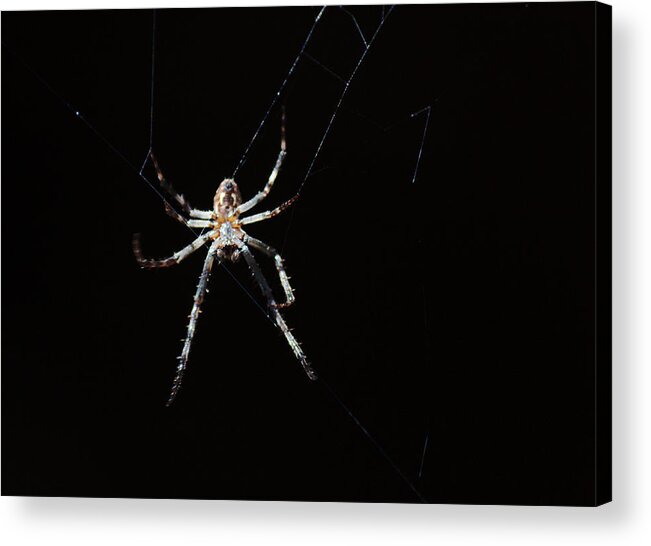 Arachnid Acrylic Print featuring the photograph Sweet Lady Guarding Shed by Scott Carlton