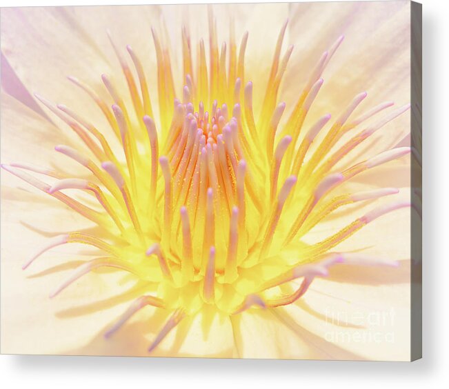 Barbados Acrylic Print featuring the photograph Sweetness Unfolding by Becqi Sherman