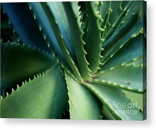 Plants Acrylic Print featuring the photograph Swirl by Ellen Cotton