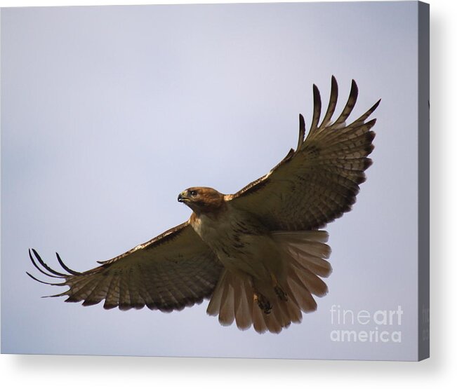 Hawk Acrylic Print featuring the photograph Taking Survey by Robert Pearson