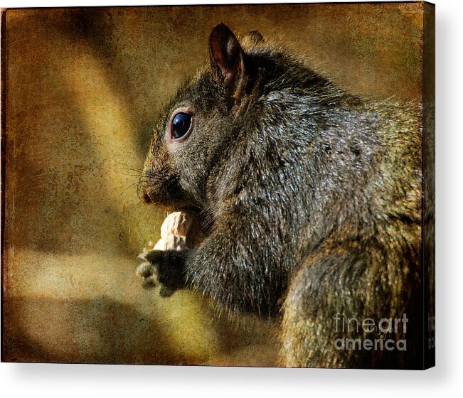 Squirrel Acrylic Print featuring the photograph Tasty Snack by Lois Bryan