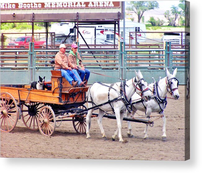 Mules Acrylic Print featuring the photograph Teamwork by Marilyn Diaz
