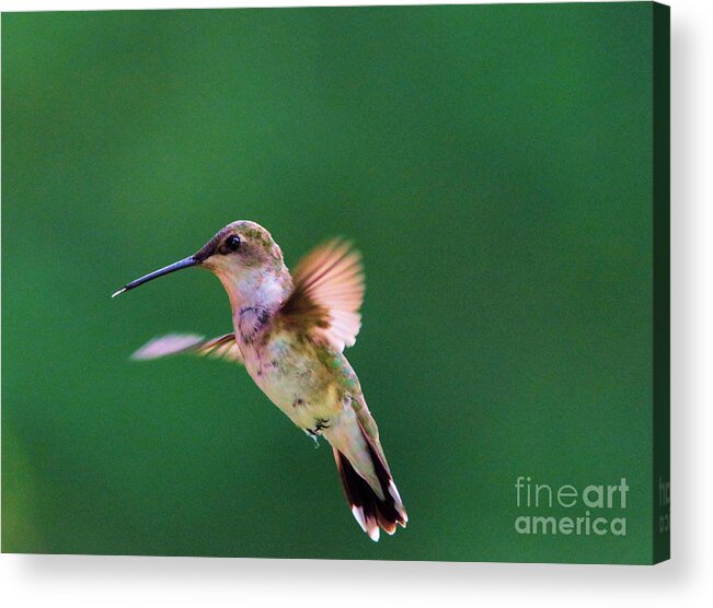 Hummingbird Acrylic Print featuring the photograph That was Yummy by Jeff Swan