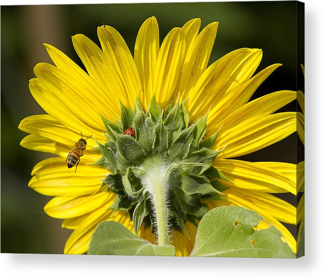 Ladybugs Acrylic Print featuring the photograph The Bee Lady Bug and Sunflower by James BO Insogna