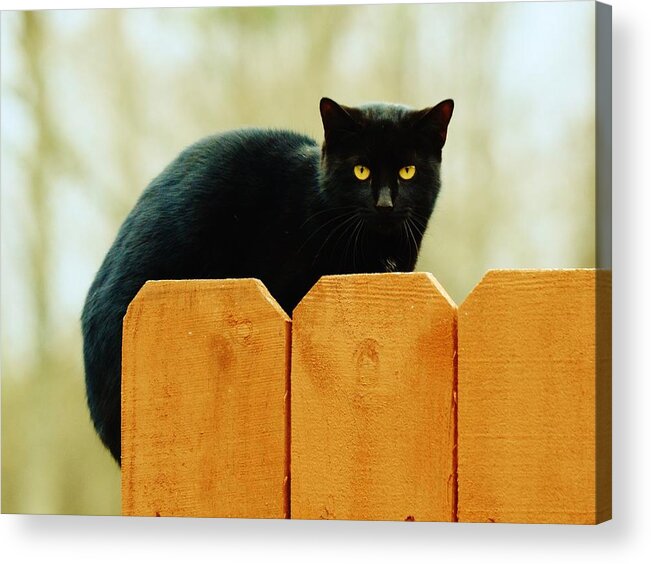 Cat Acrylic Print featuring the photograph The Instigator by Eileen Brymer