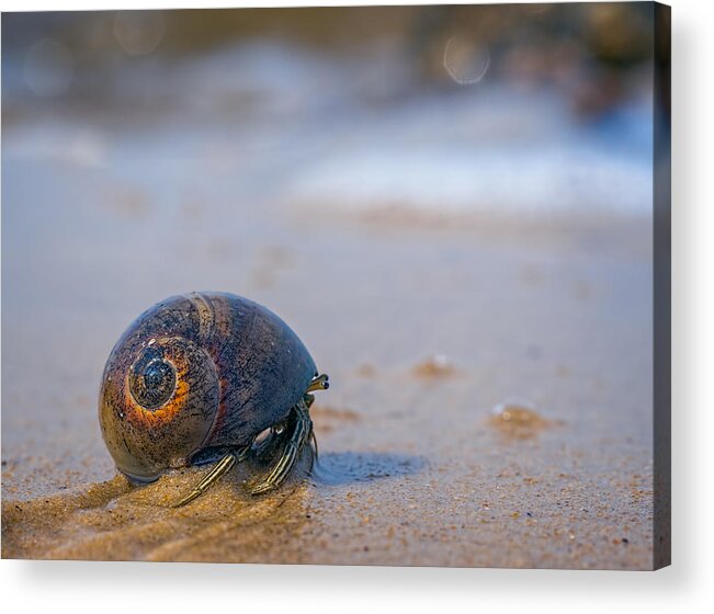 Crab Acrylic Print featuring the photograph The Journey Ahead by Brad Boland