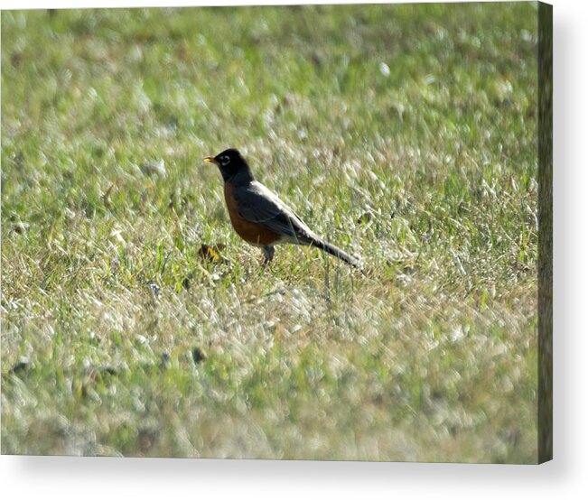 American Robin Acrylic Print featuring the photograph The Lone Robin by Holden The Moment
