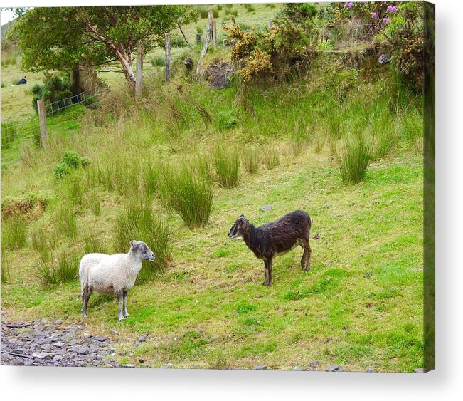 Sheep Acrylic Print featuring the photograph The sheep meeting by Sue Morris