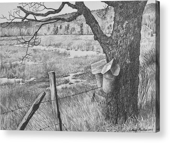 Maple Acrylic Print featuring the drawing The Old Maple by Harry Moulton