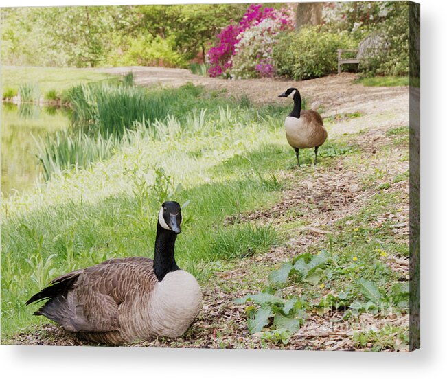 Canada Geese Acrylic Print featuring the photograph The Watchman by Chris Scroggins