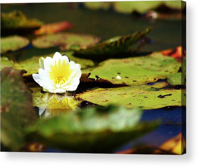 Flowers Acrylic Print featuring the photograph There I Am by Lori Mellen-Pagliaro