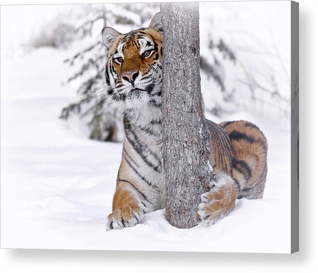 Tiger Acrylic Print featuring the photograph Tiger Winter Wonderland by Athena Mckinzie