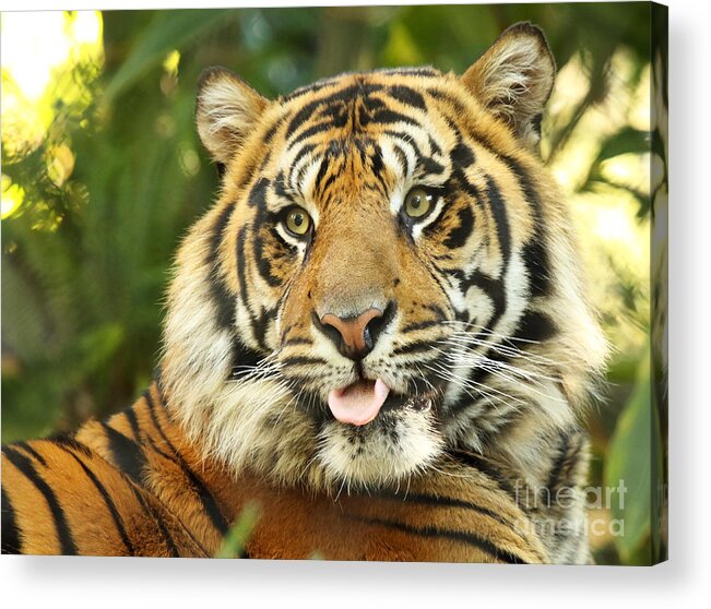 Autumn Acrylic Print featuring the photograph Tiger With Playful Expression by Max Allen