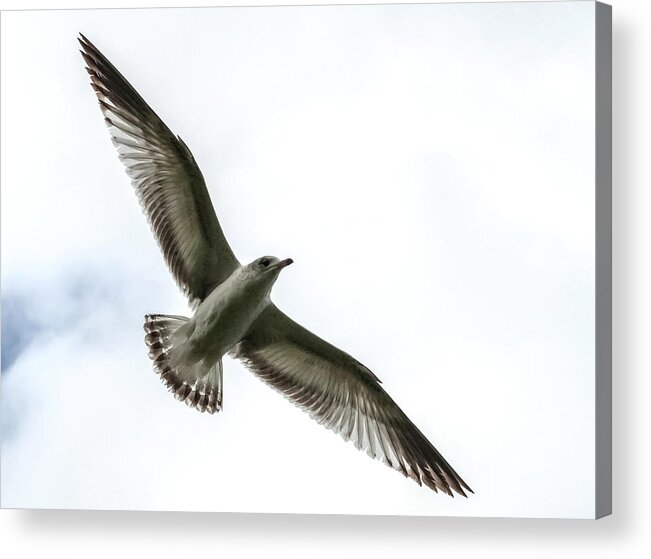 Ring-billed Gull Acrylic Print featuring the photograph Transparency by Norman Johnson