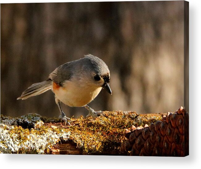 Nature Acrylic Print featuring the photograph Tufted Titmouse in Fall by Sheila Brown