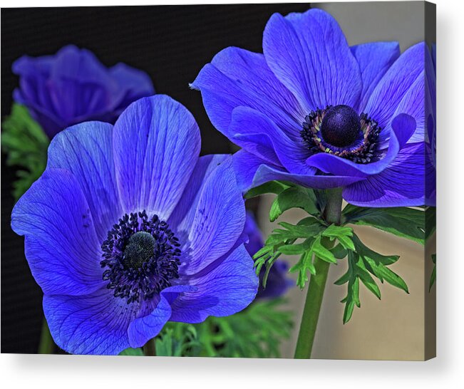 Flower Acrylic Print featuring the photograph Twin Blue by Robert Pilkington