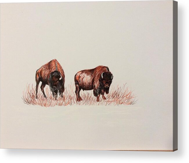 Bison Acrylic Print featuring the drawing Two Grumpy Bisons by Ellen Canfield