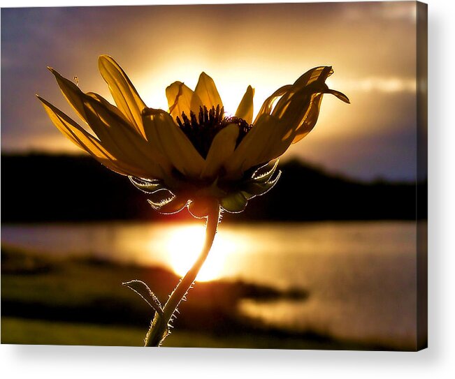 Flower Acrylic Print featuring the photograph Uplifting by Karen Scovill