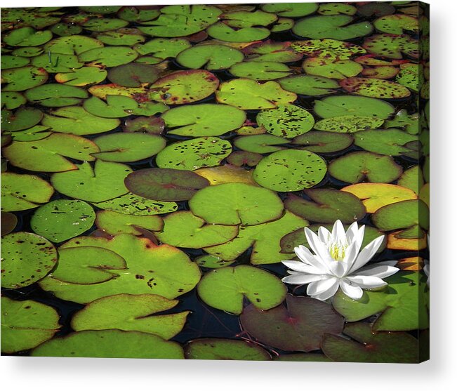 Green Acrylic Print featuring the photograph Water Lily by Elisabeth Van Eyken