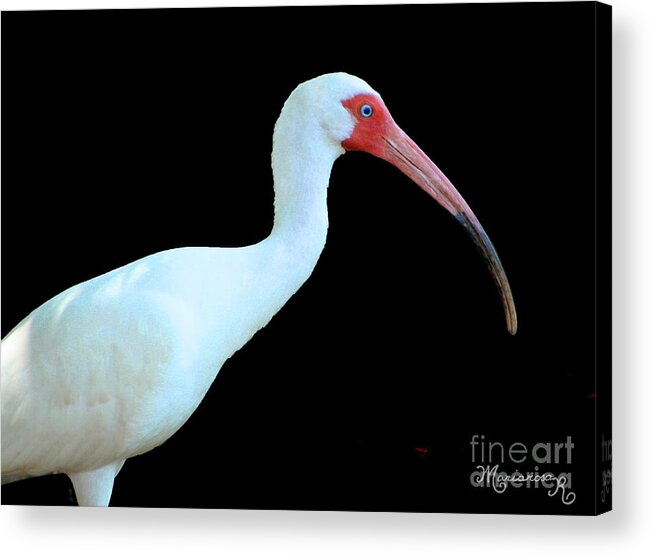 Fauna Acrylic Print featuring the photograph White Ibis by Mariarosa Rockefeller