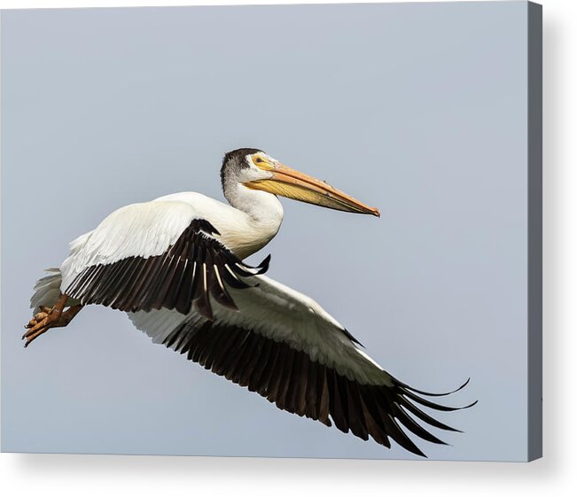 American White Pelican Acrylic Print featuring the photograph White Pelican 2016-4 by Thomas Young